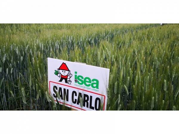 Tutelata la nota varietà di grano duro San Carlo