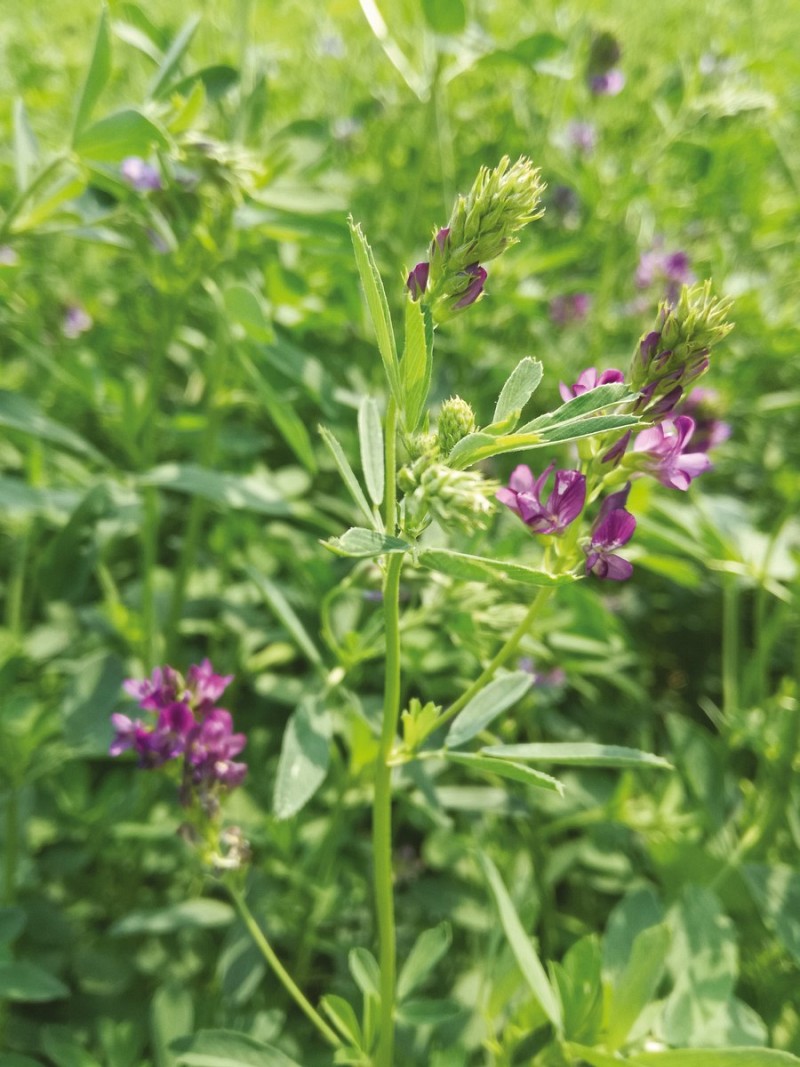 GAMMA - Sementi foraggere di erba medica PSB